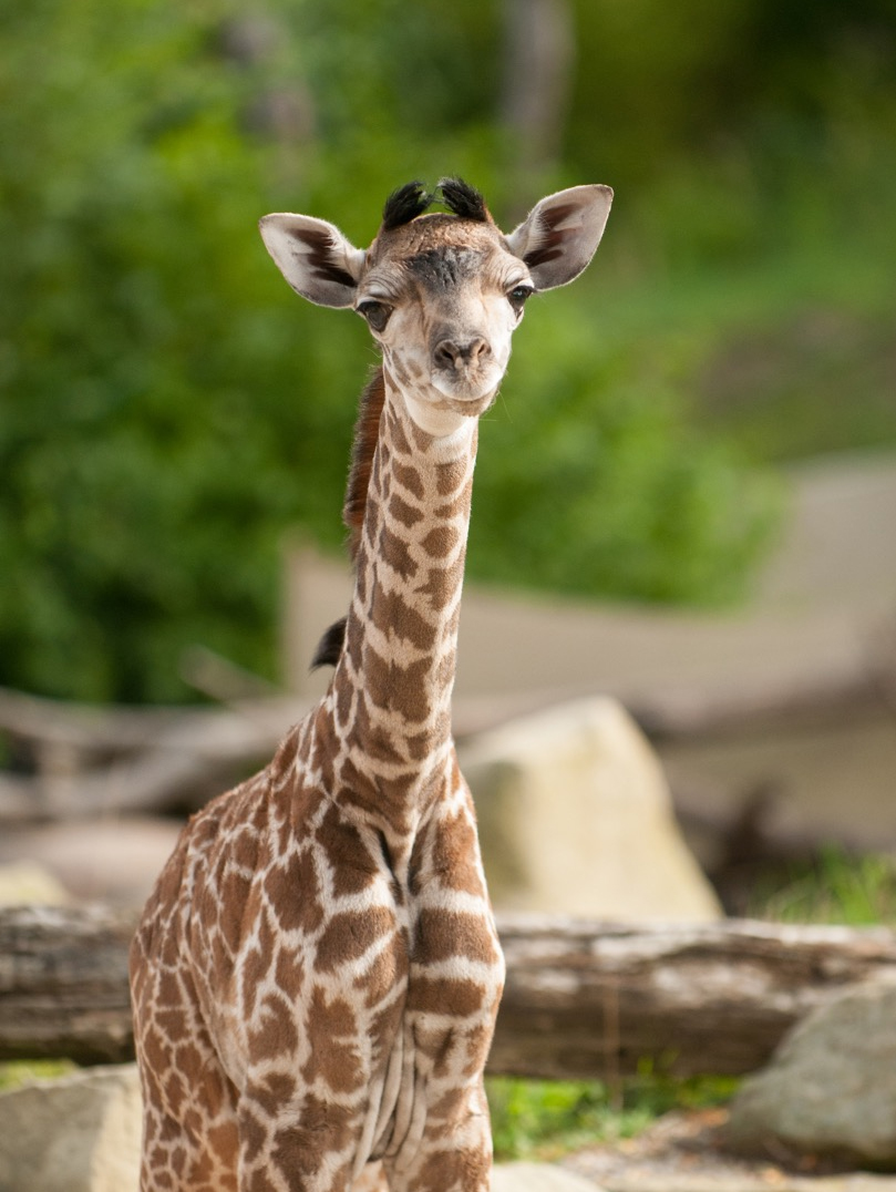 Zoo Babies The Cincinnati Zoo & Botanical Garden